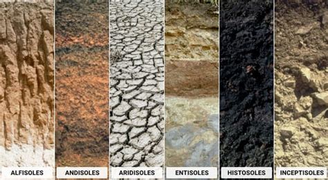 Tipos De Suelo Su Importancia En La Productividad Agrícola