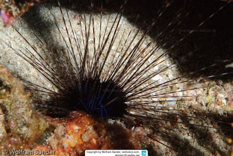 Diadema Antillarum Long Spined Sea Urchin