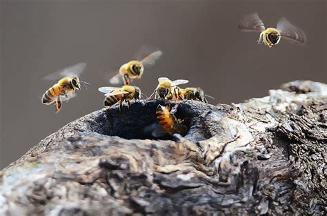 Wild Bee Hive James Flickr