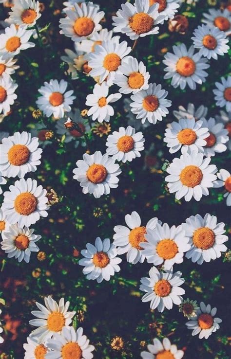 Cute Daisy Wallpapers Top Free Cute Daisy Backgrounds Wallpaperaccess