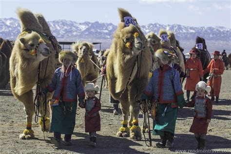 Mongolian Bactrian Camels Mongolia Tours