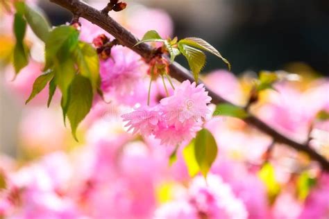 Blossoming Of Sakura Pink Flowers In Spring Garden Natural Background