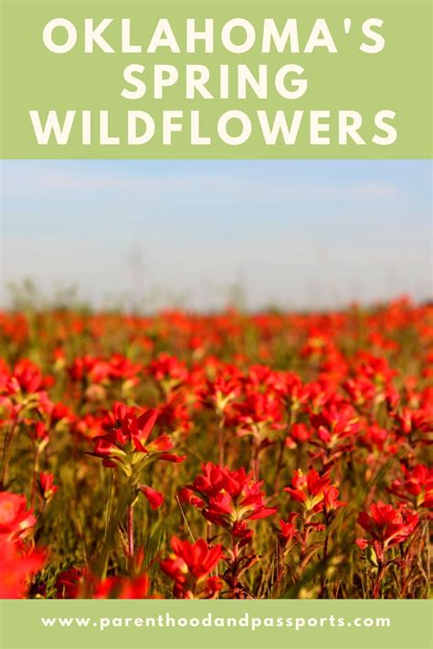 Maybe you would like to learn more about one of these? Oklahoma Wildflowers: Visiting the flyover state in spring