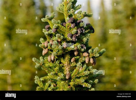 Black Spruce Picea Mariana En Los Bosques Boreales De Alaska