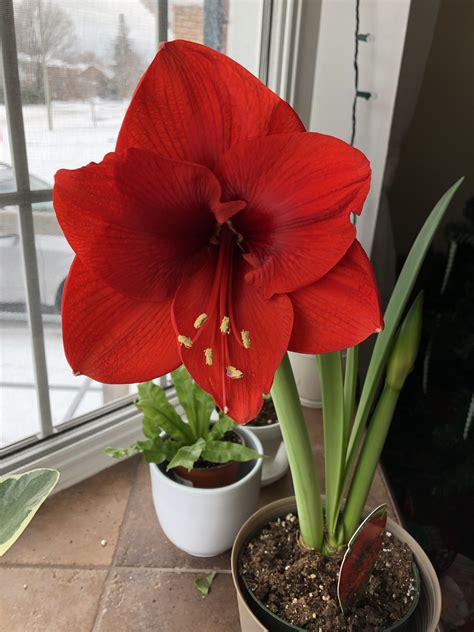 Deep Red Amaryllis Grown From A Bulb Red Christmas Flower Amaryllis