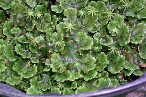 Liverwort Antheridiaarchegonia Plant Diversity I Bryophytes And