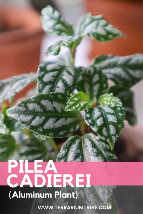 Pilea Cadierei A Polished Guide To The Aluminum Plant