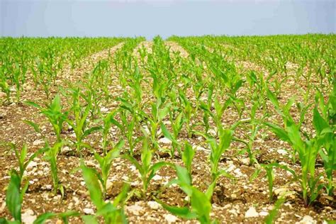 Maize Seed Germination Corn Time Period Procedure Agri Farming