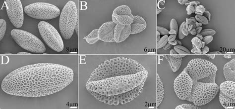 Morphology Of Pollen Grains Under Scanning Electron Microscope A D