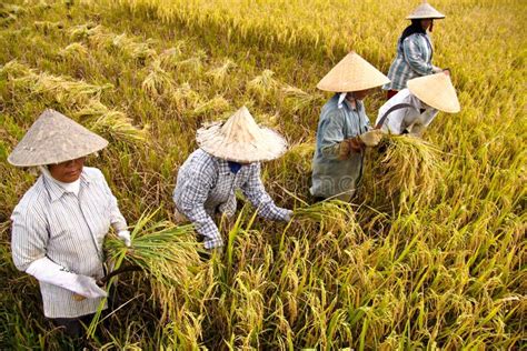 Harvest Rice Editorial Image Image Of Group Aceh Paddy 29292445