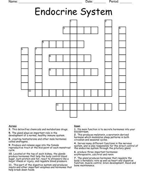 Endocrine System Crossword Wordmint