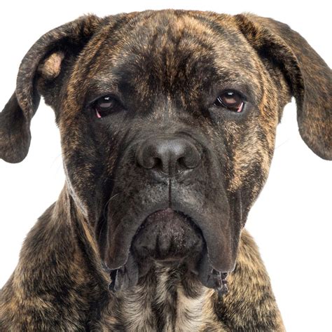 The cane corso as i have already explained in other articles, has gradually evolved, little by little changing. Amazon.com : The Blissful Dog Cane Corso Nose Butter, 4 ...