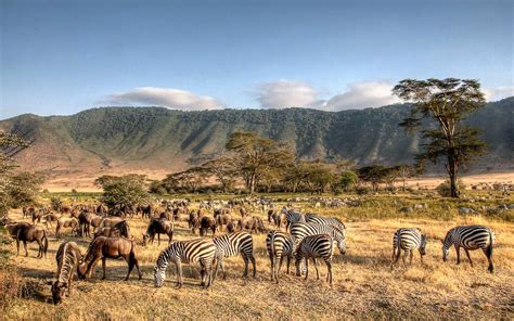 4 Days Serengeti And Ngorongoro Safari From Zanzibar Zanzibar Island