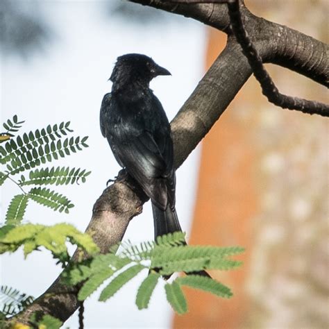 Crow Billed Drongo Dicrurus Annectans Biodiversity And Environment