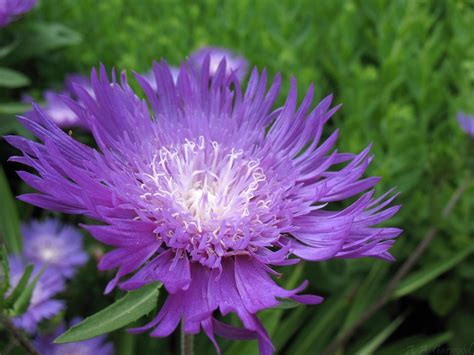 Big Purple Flower With White Center Ided As Stokes Aster