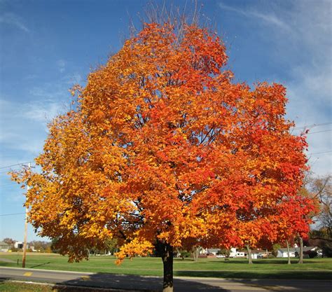 How To Grow Sugar Maples — Our Tips That Work