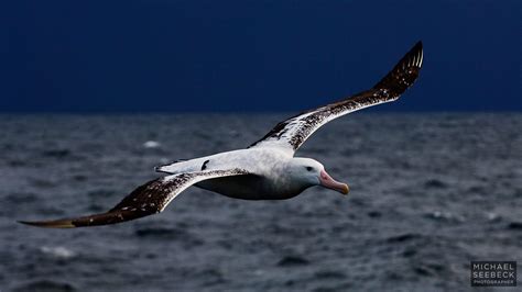 Wandering Albatross Facts | Bird with the Largest Wingspan