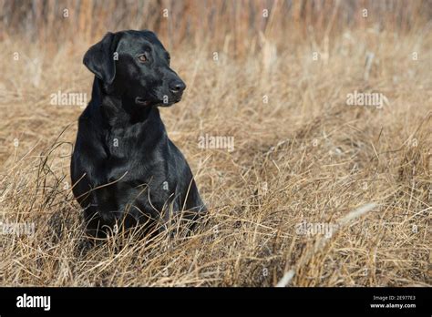 Black Labrador Retriever Sitting Stock Photo Alamy