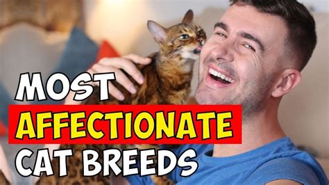 Top 4 Most Affectionate Cat Breeds That Love To Cuddle Youtube