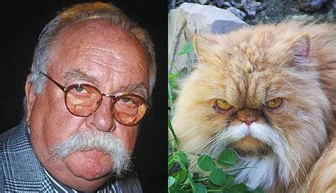 Cats Who Look Like Famous People 1 Wilford Brimley Comics And Memes