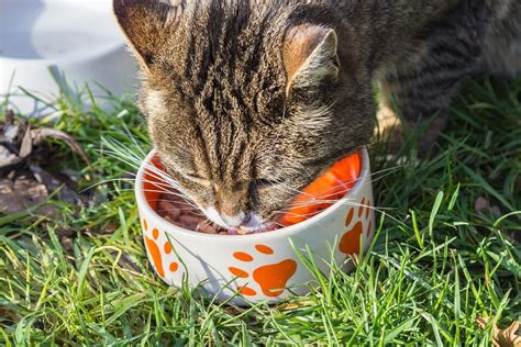 How To Feed Cats 4 Amazing Tips To Feed Your Cat