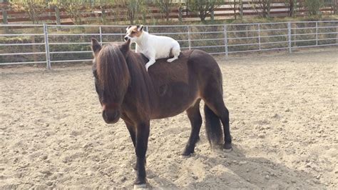Adorable Footage Of Dog Riding A Horse Youtube