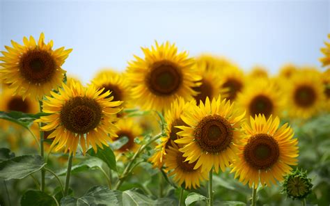 Best Beautiful Sunflower Wallpapers Hd Collection For The Desktop