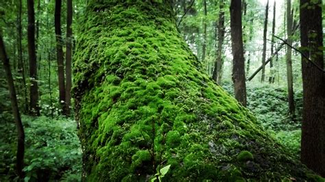 Moss On A Tree Rmoss