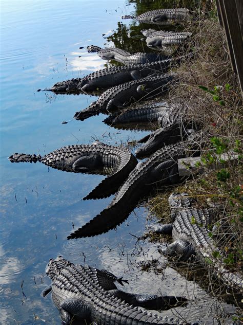 Draining The Swamp Regenaxe