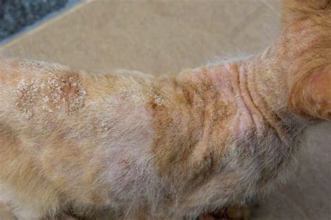 Ringworm In Cats With Photos Cat World