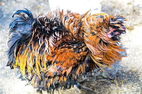 Teenytinydinosaurfarm — Curly Chicken In 2020 Chicken Chinese