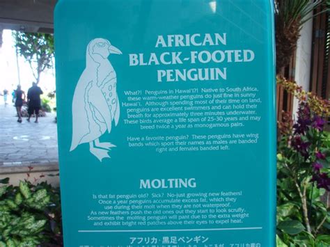 About The Penguins At The Hilton Hawaiian Village Hilton Hawaiian