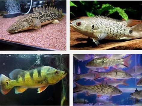 Ikan hias hoki ini sebenarnya adalah ikan predator air tawar. Jensi Ikan Predator Air Tawar Yang Unik Dan Populer ...