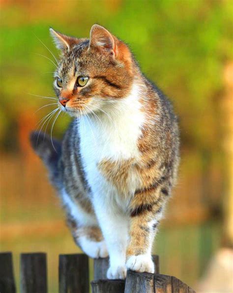Making a difference, one animal at a time. Veterinarian Specials in Longview, TX | Dogwood Animal ...