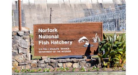 Norfork National Fish Hatchery Provides Cutthroat Trout To Kentucky