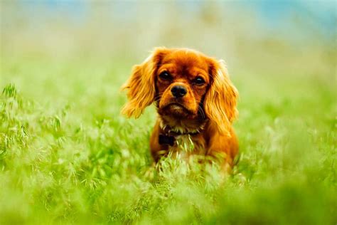 If your dog has a liver condition, the wrong food can be harmful to them, so it's important to give them proper nutrition. Best Dog Food For Small Dogs : 7 Healthy Brands for Small ...