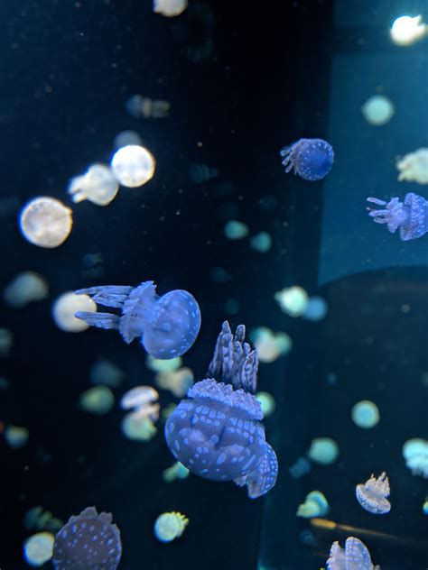 Tiny Jellyfish At The Vancouver Aquarium Raww