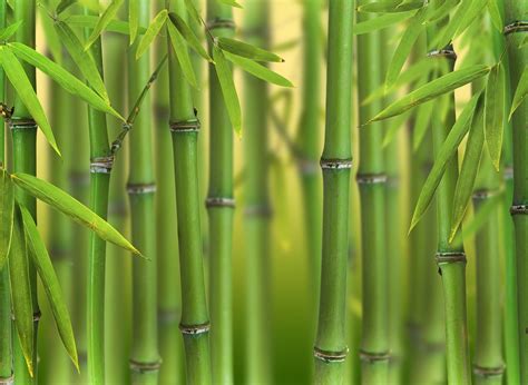 Planter Un Bambou Gamm Vert