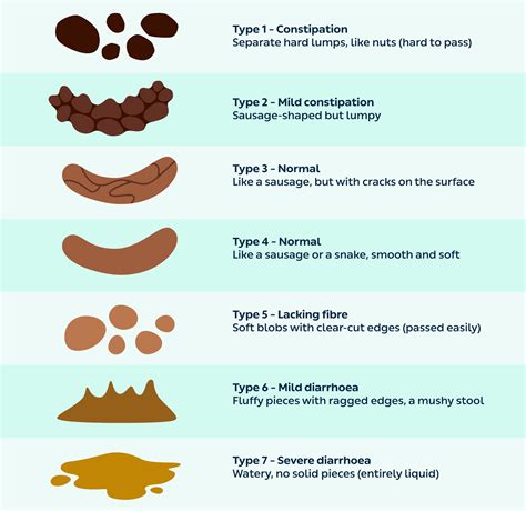 Different Types Of Poop What It Looks Like And Why It Matters Belly