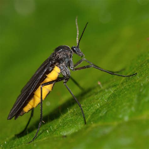 Fungus Gnat Identification Habitat And Behavior Ja Roy Pest Control