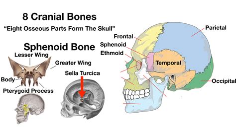 The Eight Cranial Bones And 14 Facial Bones Telegraph