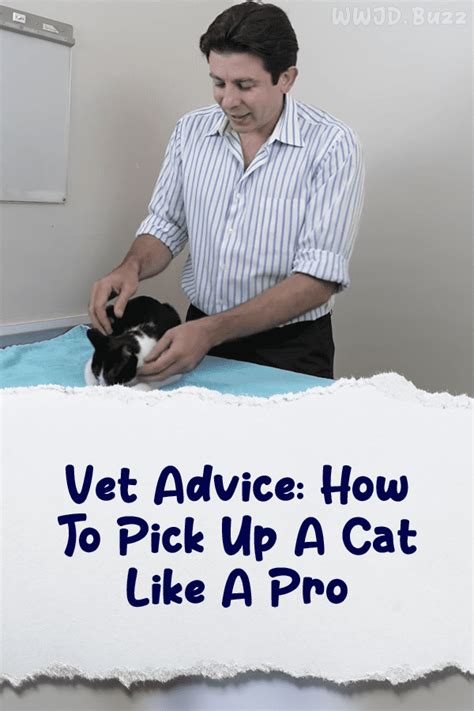 Vet Advice How To Pick Up A Cat Like A Pro Wwjd