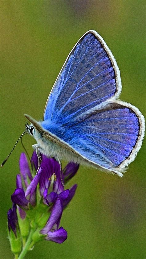 Photo Of Common Blue Butterfly About Wild Animals