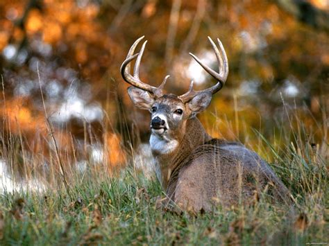 Free Whitetail Deer Wallpapers Wallpaper Cave