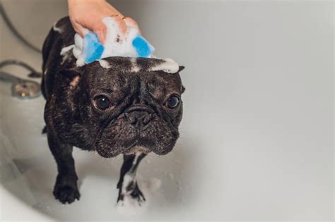 Premium Photo French Bulldog At Grooming Salon Having Bath