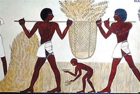 Ancient Egyptian Farming Wheat