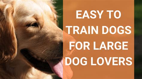 Why Are Dogs Easier To Train