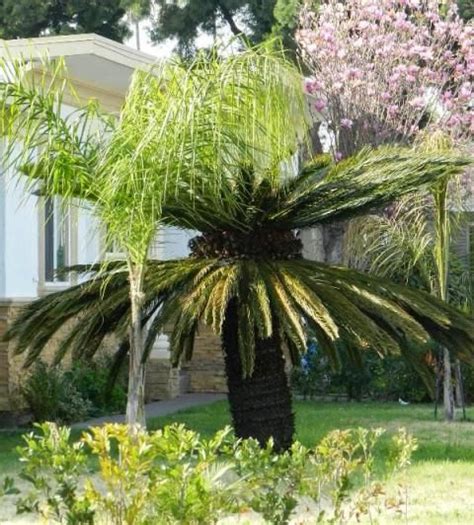 How To Care For A Sago Palm And Why They Are So Difficult Sago Palm