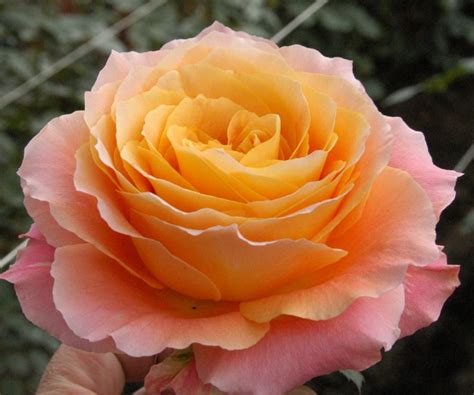 Free Spirit Rose Rose Varieties Free Spirit Rose