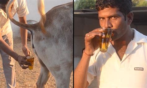 Indian Men Drink Cow Urine On Live Video Claim It Boosts Immune System And Prevents Acne